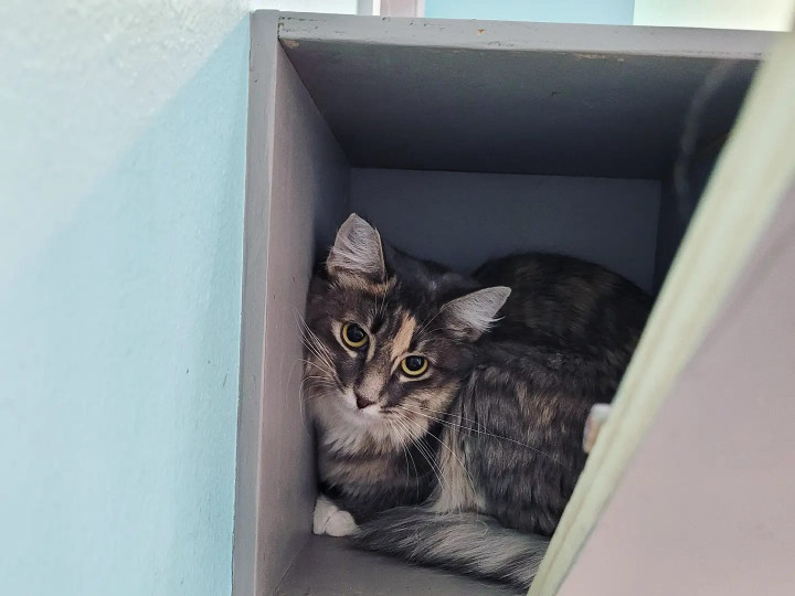 Sun City Kitty